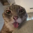 bleh