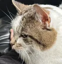 Poppy_Criminal_Sideeye Poppy_Criminal_Sideeye