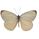 94788vintagebutterfly