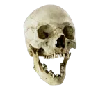 skull