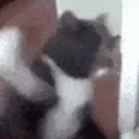 catsmash