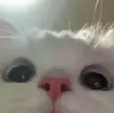 oohcat oohcat
