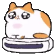 Cat_spin