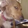 SideEye