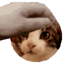 michipet38