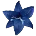 IconDarkBlueFlower