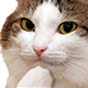 cathink Discord emoji