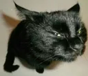 abbysideeyecat