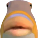 fish_stare