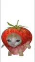 starwberrycat