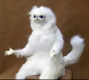 Why