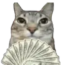 cheekycashcat