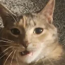 flabbergooseted