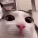 TESPlink Discord emoji