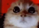 xCatAngy