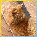 turuncu