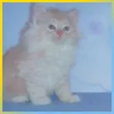 Emiliana