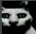 darkcat
