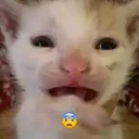 sadkitty
