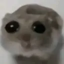 SadHamster