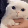 catWHAT