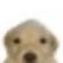 cachorro