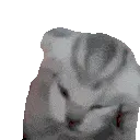 catAHHHHHH