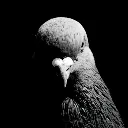 wtf_pigeon
