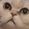 moushock moushock