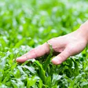 TouchGrass