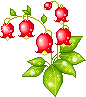 RedFlowers