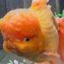 o_sideeye