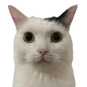 ptsd_blud