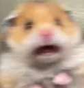 hamster_scream