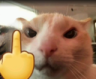 8161catmiddlefinger Discord sticker - RealmCommunity