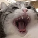 CE_KomaruScream CE_KomaruScream