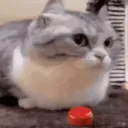 CE_KomaruExplode2