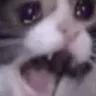 Flud_Cat_Cry_Screech