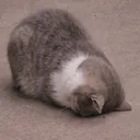:cat_sob: