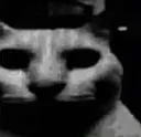 1CatDespair