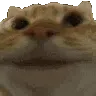 2CatYes