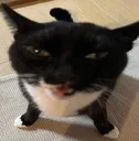 judgement