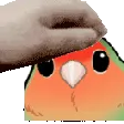Coco_pet3