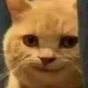 evilcat