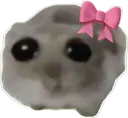 HTcute