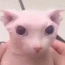 bingus bingus