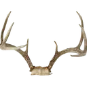 antlers