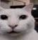 purecat purecat