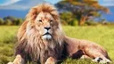 aslan