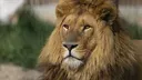 aslan1